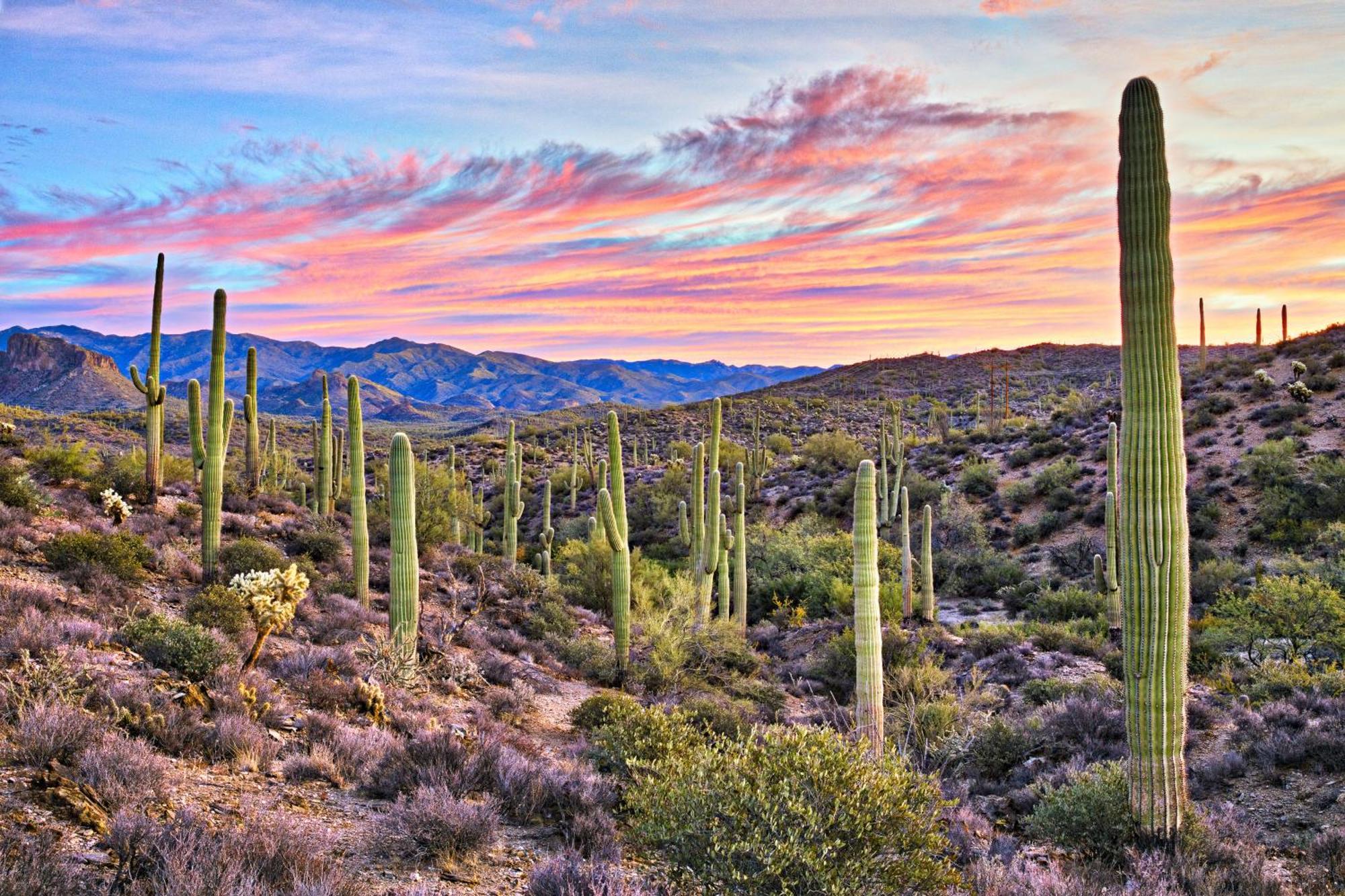 Clubgate Villa & Kierland Escape Scottsdale Rum bild